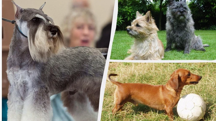 Маленькие, но преданные: названо 7 пород собак, которые являются отличными защитниками