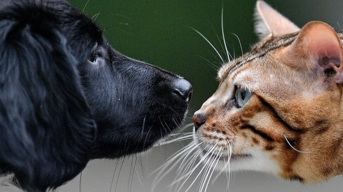 Что значит, когда животное долго смотрит в одну точку Что значит, когда животное долго смотрит в одну точку