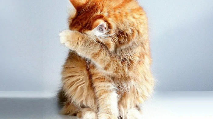 Оставляете кошку одну: вот на сколько времени это безопасно и как подготовить любимца Оставляете кошку одну: вот на сколько времени это безопасно и как подготовить любимца