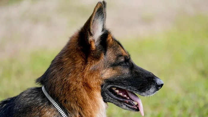 Преданные до конца жизни: 5 пород собак, которые особенно привязываются к людям