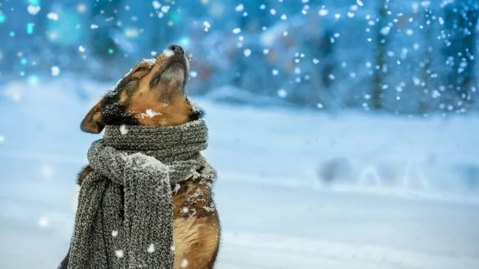 Мороз может быть опаснее, чем кажется: какие симптомы у собак нельзя игнорировать