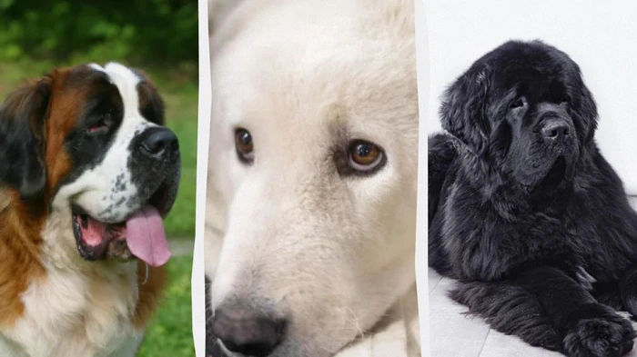 Тихие, но надежные защитники дома: названы 7 самых спокойных пород сторожевых собак