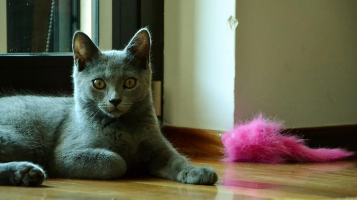 Какие кошки не требуют особого ухода: ветеринар назвала топ-5 самостоятельных пород