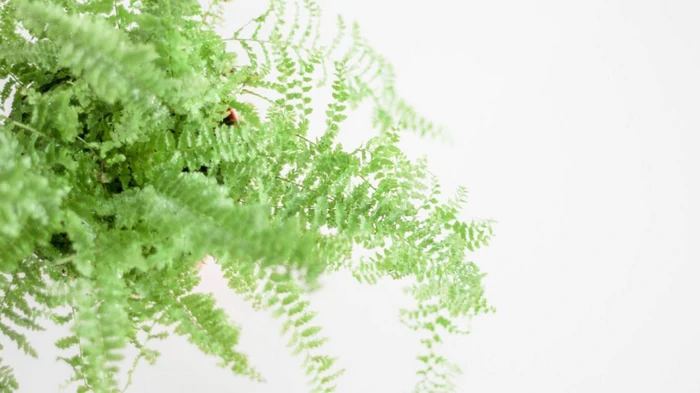 Как избавиться от плесени в доме: 5 растений, поглощающих лишнюю влагу