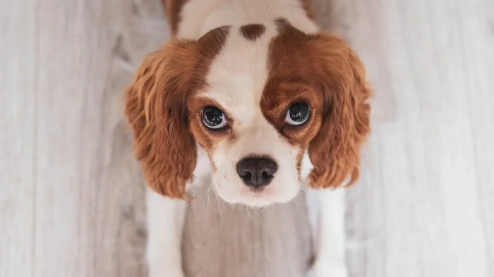 7 милых признаков, что ваш пес на самом деле обожает вас 7 милых признаков, что ваш пес на самом деле обожает вас