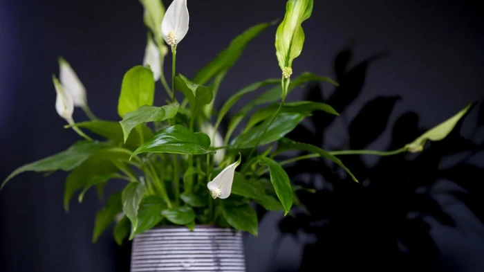 Как заставить спатифиллум снова цвести: 4 главных правила