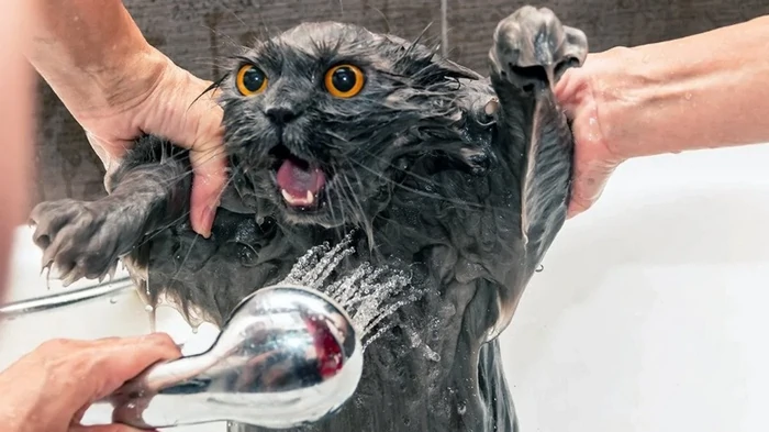 Как искупать кота и остаться в живых: пошаговая инструкция без слез и царапин