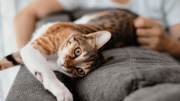 Как кошки демонстрируют свою любовь хозяину: перечислены 5 самых распространенных признаков