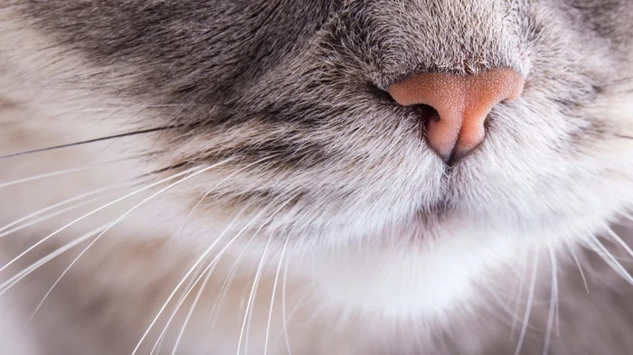 Больше, чем вы думали: сколько усов должно быть у кошки