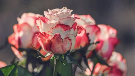 Как и когда обрезать розы, чтобы вырастить крупные цветы летом