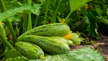 Такое «соседство» уничтожит кабачки за один сезон: что нельзя сажать рядом с ними