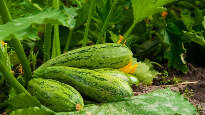 Такое «соседство» уничтожит кабачки за один сезон: что нельзя сажать рядом с ними