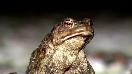 Случайность или удача: специалисты по фэн-шуй объяснили, что означает появление лягушки возле дома