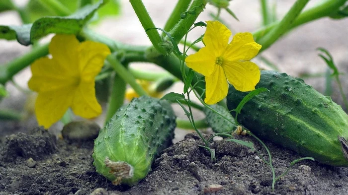 Огурцы взойдут за считанные дни: как садить, что класть в лунки, чтобы обильно цвели