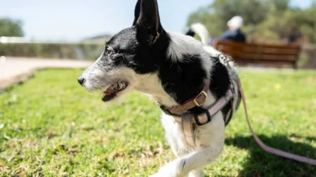 Как понять, что собака несчастная и нервная: кинологи назвали 4 ключевых признака