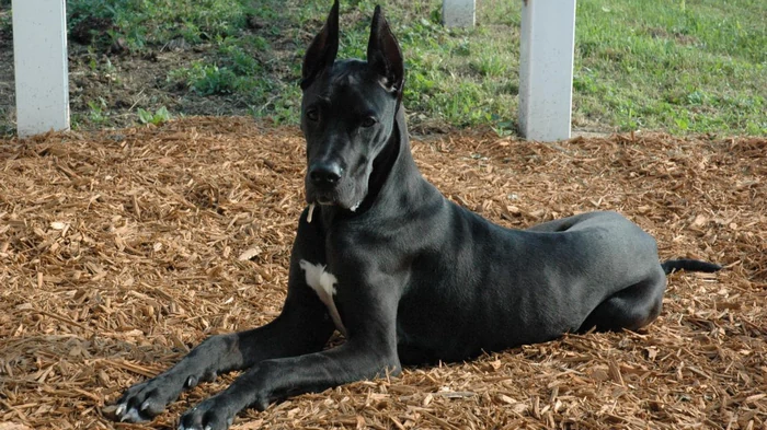 Несмотря на размеры, эта порода собак входит в рейтинг «самых спокойных»: о ком идет речь