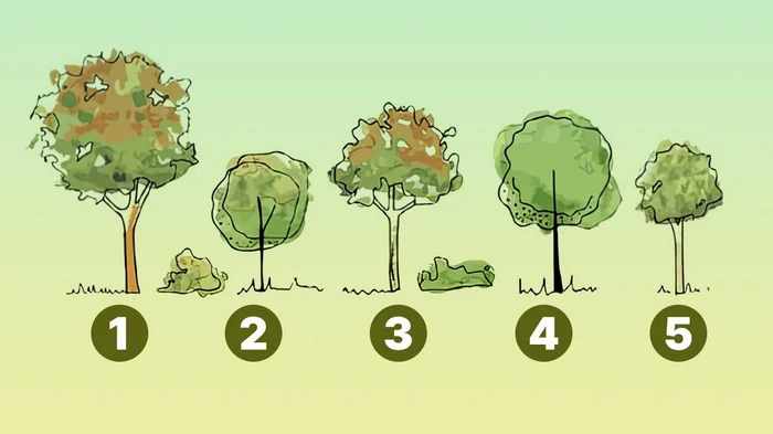 Быстрый тест на эгоизм: какое дерево посадите у дома — нарциссы дают один ответ