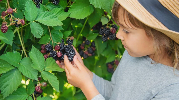 8 продуктов, в которых магния намного больше, чем в ежевике 8 продуктов, в которых магния намного больше, чем в ежевике